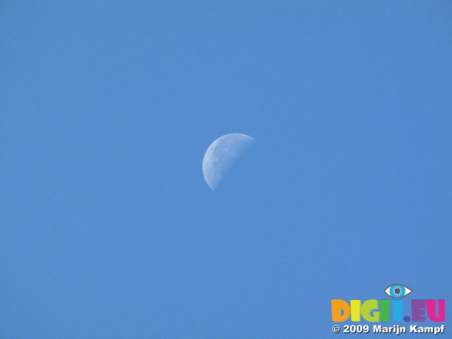 SX09592 Blue moon